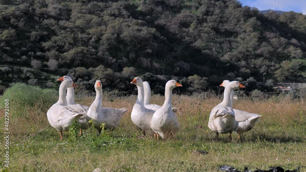 Geese flock grazing in grassland in rural area in sunny day. Little home goose farm. White geese feeding on meadow. Geese flock grazing in grassland in rural area in sunny day. Little home goose farm. White geese feeding on meadow.