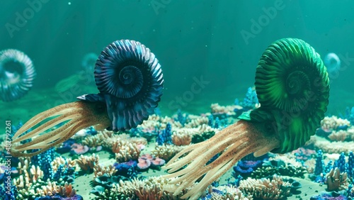 Illustration of ammonites photo
