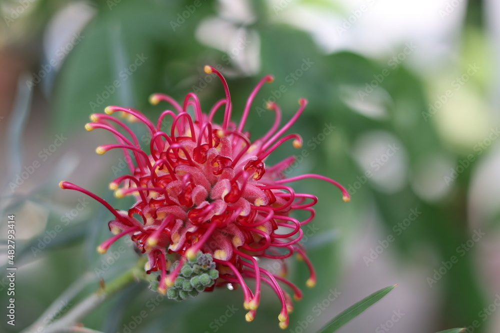 冬の温室の中の花の写真 冬の温室の中の花の写真