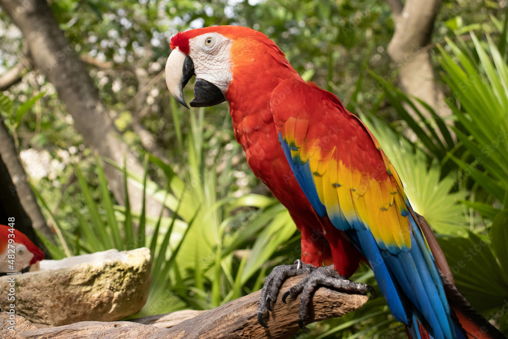 The scarlet macaw, also known as the macaw ara macao, is a typical Amazonian parrot with a colorful plumage.