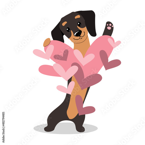 Dachshund dog holding hearts for valentine's day on a white background isolated. Vector cartoon illustration