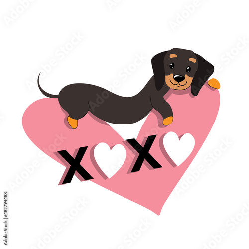 Dachshund dog lies on a heart for valentine's day on a white background isolated. Vector cartoon