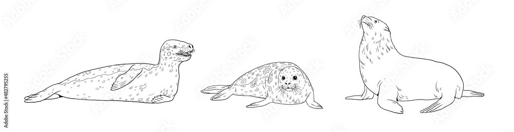 Leopard seal, seal and fur seal comparison. Digital template for ...