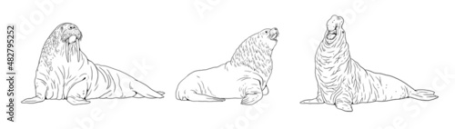 Walrus, elephant seal and sea lion comparison. Digital template for coloring book.