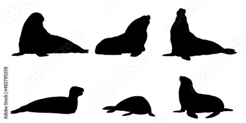 Walrus, elephant seal, leopard seal and sea lion comparison. Seals silhouette illustration.
