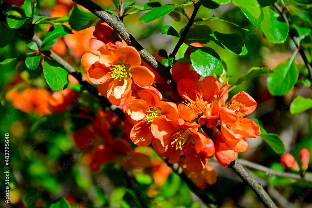 kwitnący pigwowiec japoński, Chaenomeles japonica, pomarańczowy pigwowiec, orange quince