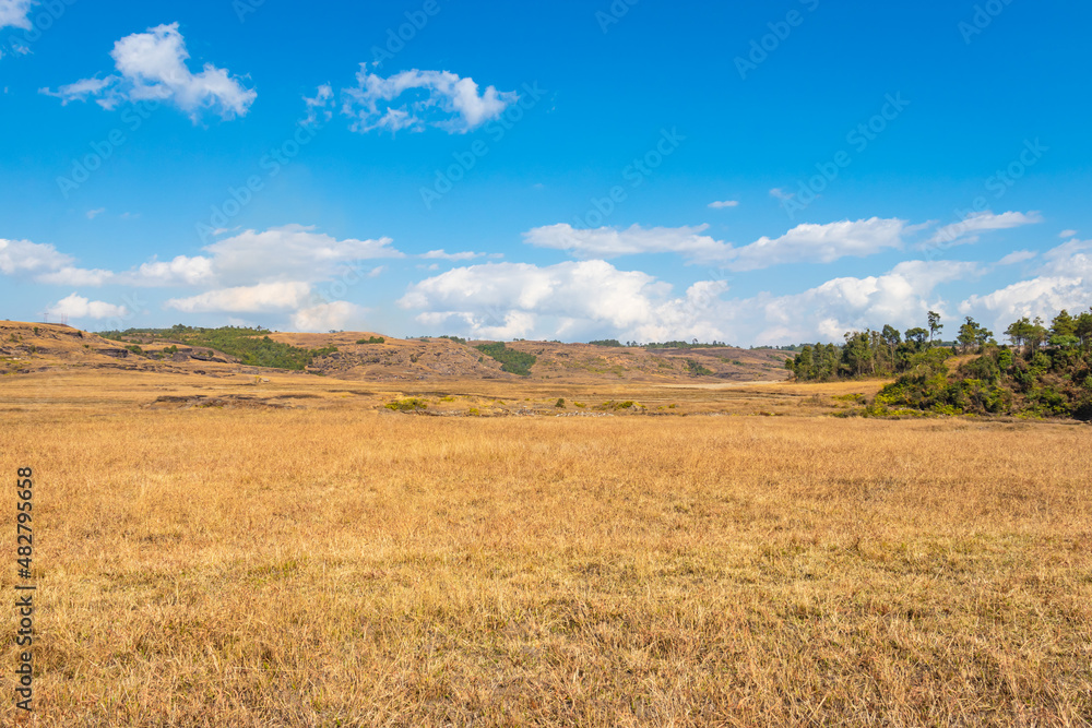 yellow grass countryside fields with bright blue sky at morning from flat angle