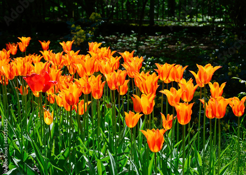 pomarańczowe Tulipany, tulipa