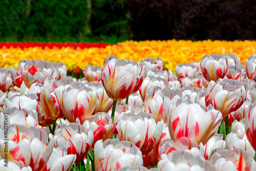 tulipany kolorowe, kwitnące, tulipa, odmiana  carnaval de rio