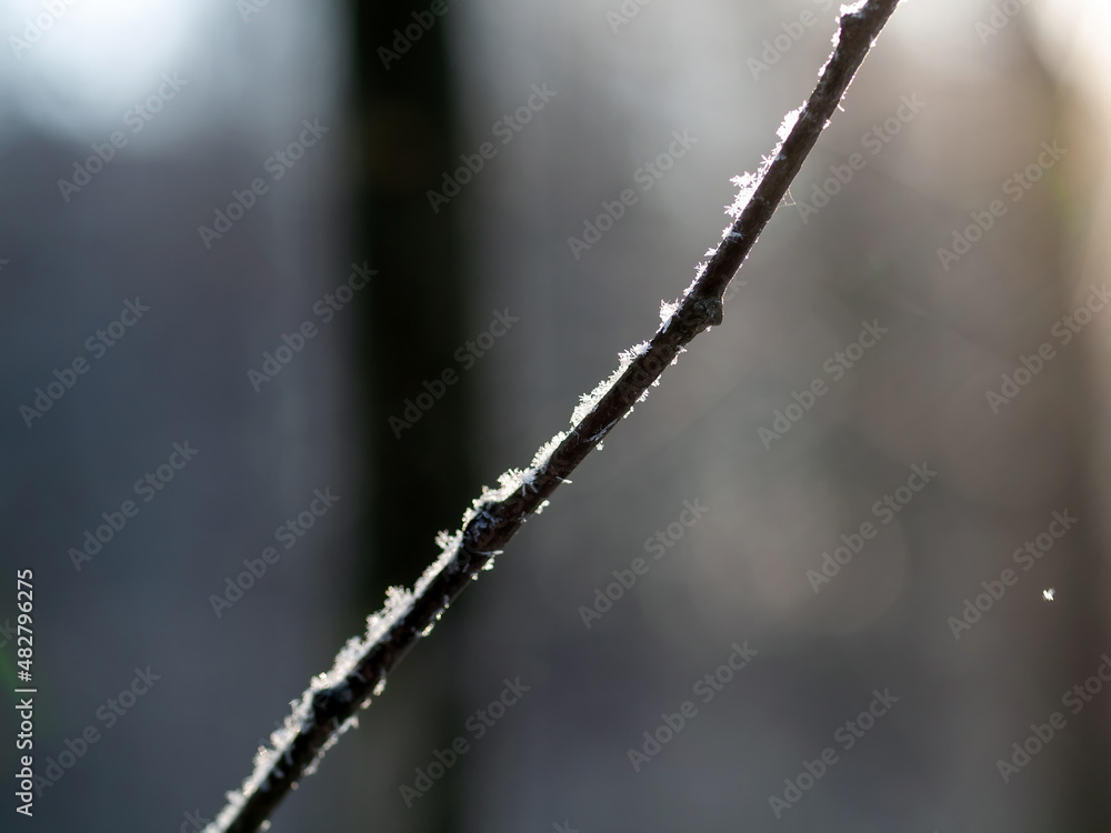 snow lies on a branch snow lies on a branch