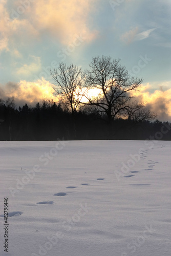 footprints in the snow leading to the horizon winter landscape, colorful clouds, dusk © Jitka