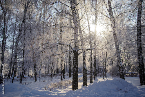 Winter sunny day with snow-covered trees