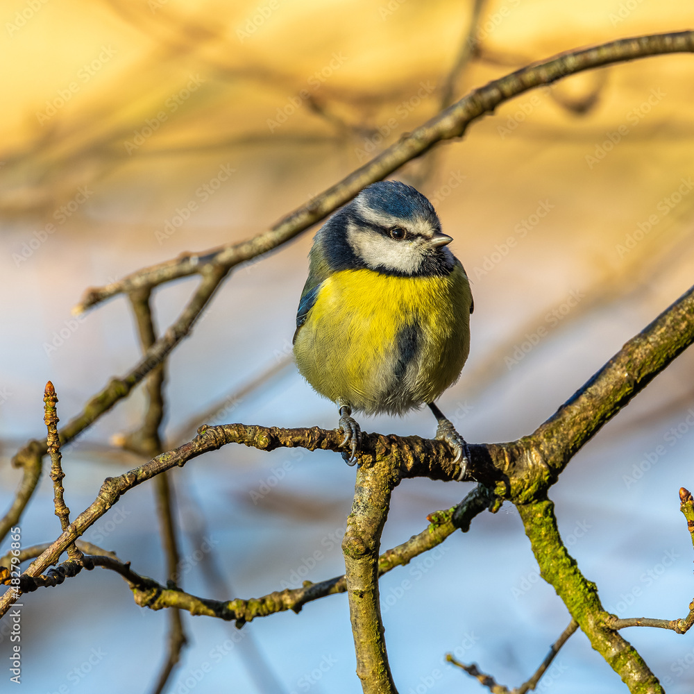 Naklejka premium Blue Tit (Cyanistes caeruleus)