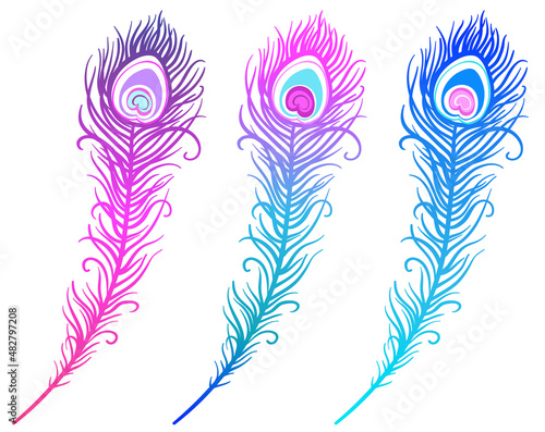 illustration of colorful peacock feather on a white background (vector)
