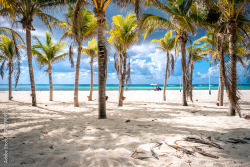 Tropical landscape with coconut palm on Playacar beach at Caribbean sea in Playa del Carmen, Mexico