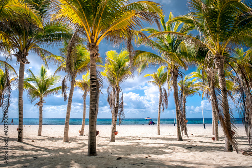 Fototapeta Naklejka Na Ścianę i Meble -  Tropical landscape with coconut palm on Playacar beach at Caribbean sea in Playa del Carmen, Mexico