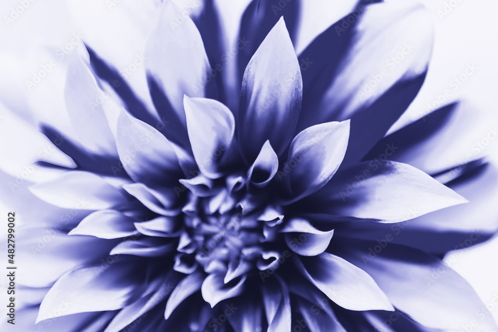 Purple dahlia flower. Close-up. Very Peri. Natural floral background.