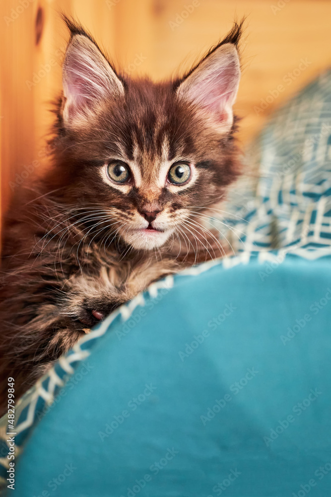 Portrait small kitten of the Maine Coon breed 1.5 months old. Portrait kitten with tassels on the ears, close-up Portrait small kitten of the Maine Coon breed 1.5 months old. Portrait kitten with tassels on the ears, close-up
