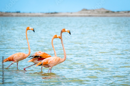 A row of American flamingos at Rio Lagartos Biosphere Reserve, Yucatan, Mexico