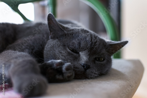 Gray purebred cat
