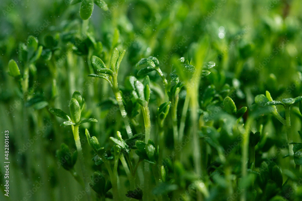 lots of green lettuce sprouts. Micro-greens watercress. lots of green lettuce sprouts. Micro-greens watercress.