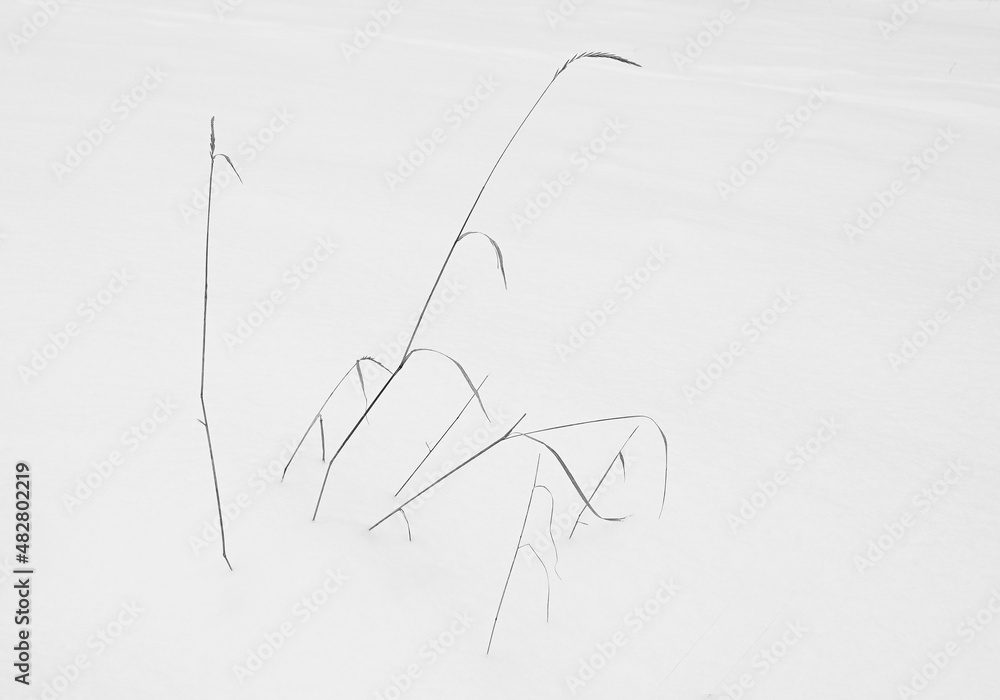 Naklejka premium Trawy wystające ze śniegu.