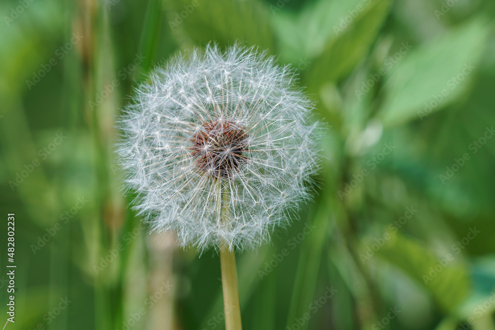 Fototapeta premium Big dandelion blooming flower. Tragopogon pratensis.