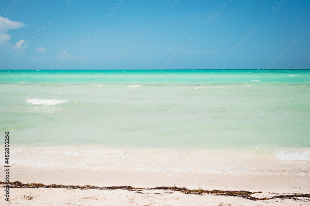 Fototapeta premium Sandy coast of the Gulf of Mexico near Rio Lagartos. Green grass in the foreground and azure water and horizon in the background, Yucatan, Las Coloradas