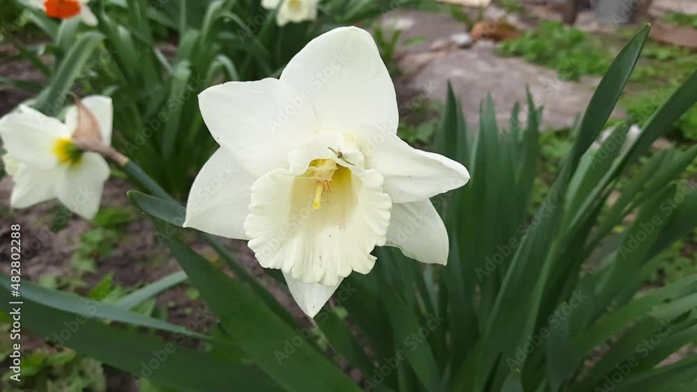 Narcissus flower with white petals and white trumpet-shaped corona