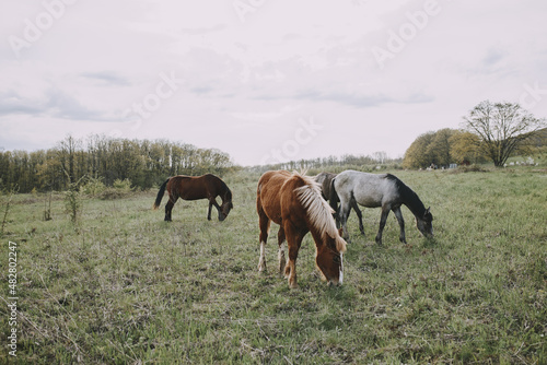 horse outdoors eating grass landscape countryside unaltered