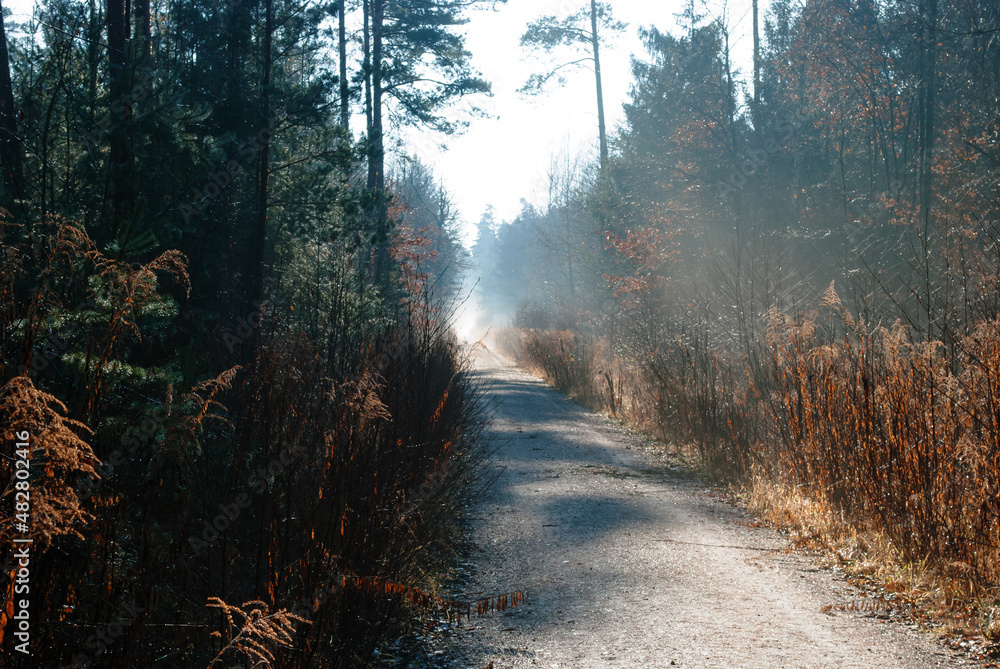 Obraz premium Sunbeams through forest trees sunlit sunny mornings