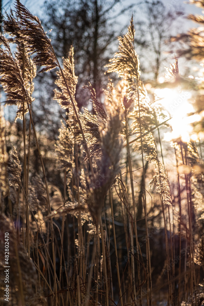 Fototapeta premium dry cane on the lake