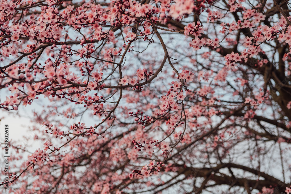 Spring blossoms. Tree branch with beautiful fresh pink flowers in full bloom, close up. Blooming sakura. Floral background. Spring blossoms. Tree branch with beautiful fresh pink flowers in full bloom, close up. Blooming sakura. Floral background.