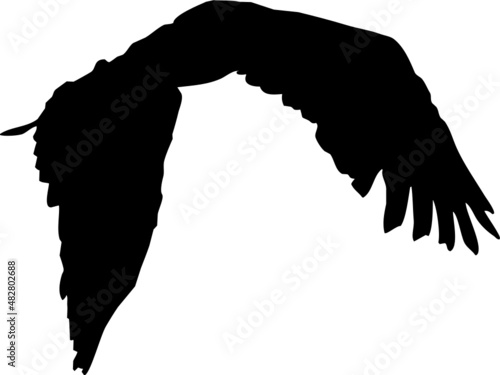 Rapace volant en silhouette, vecteur noir sur fond transparent