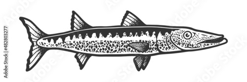 Barracuda fish sketch engraving vector illustration. T-shirt apparel print design. Scratch board imitation. Black and white hand drawn image.