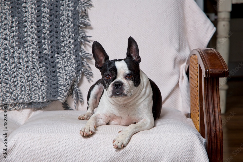 Boston Terrier dog indoors lying on couch.