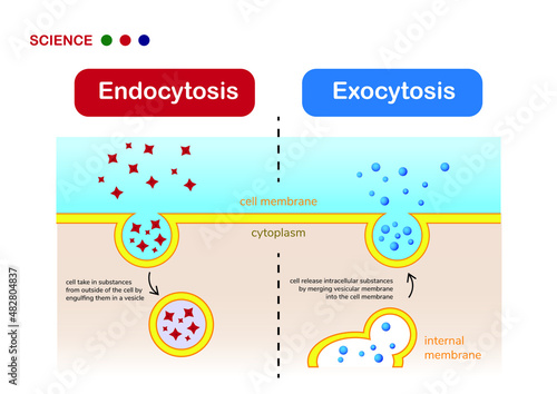 Scientific diagram show difference between endocytosis and exocytosis of cell photo
