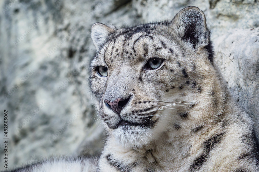 Portrait of a snow leopard close up on a stone background