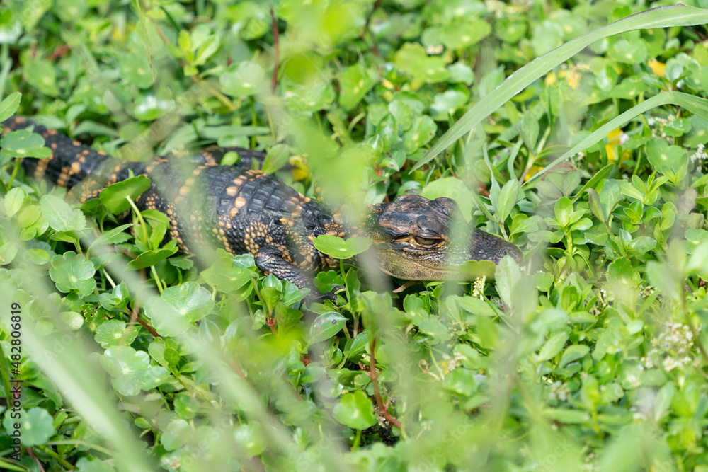 Alligator baby in the grass