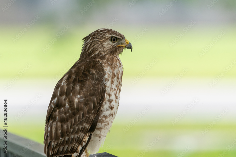 The red-shouldered hawk (Buteo lineatus)