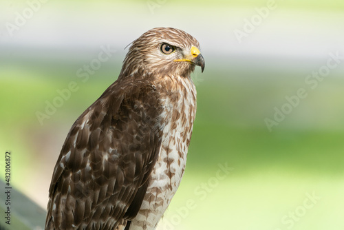The red-shouldered hawk (Buteo lineatus)