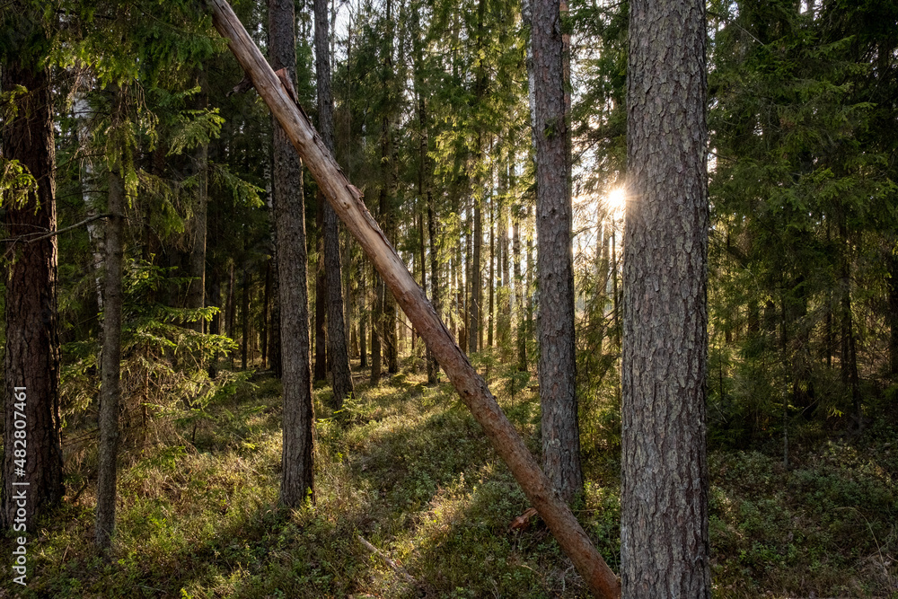 Obraz premium Beautiful forest with sunlight through the trees