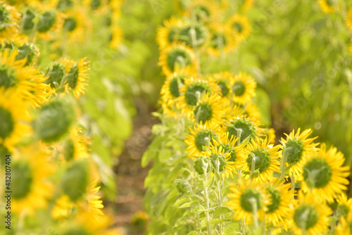 Sunflower in the abundance plantation field against soft backgrond on sunny day