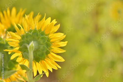 Sunflower in the abundance plantation field against soft backgrond on sunny day