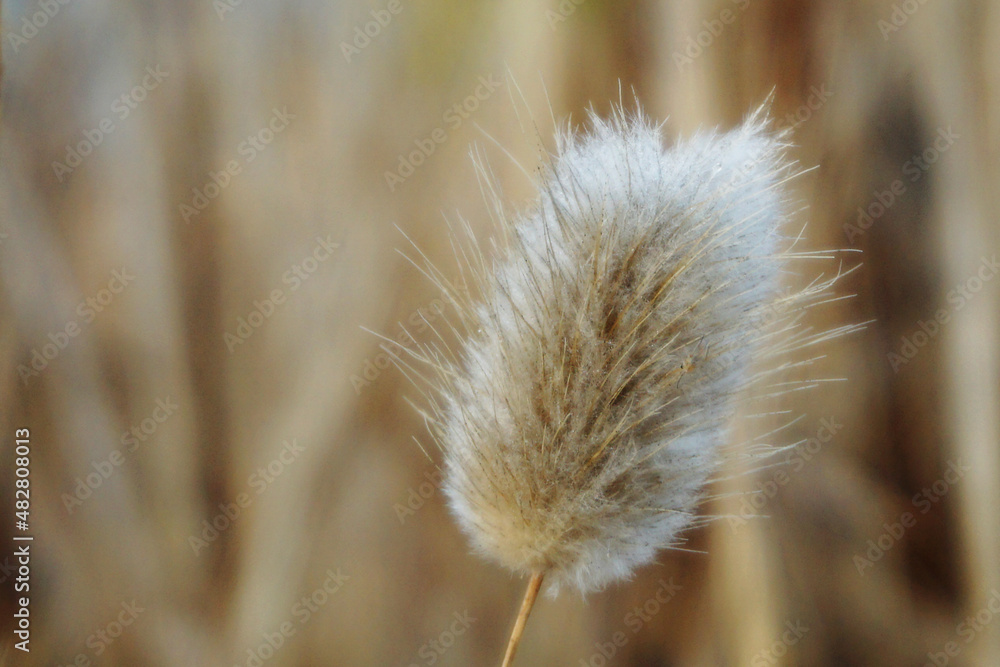 Dry flower background in pastel tones, closeup with soft focus Dry flower background in pastel tones, closeup with soft focus