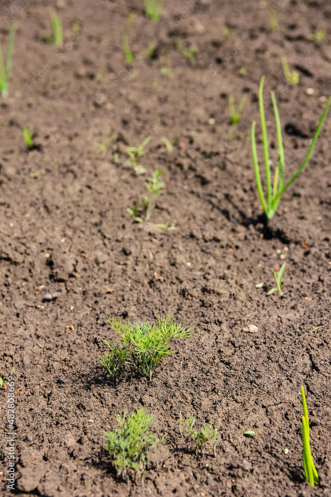 Young shoots of dill on ground in sunlight, soil texture Young shoots of dill on ground in sunlight, soil texture