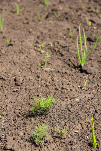 Young shoots of dill on ground in sunlight, soil texture