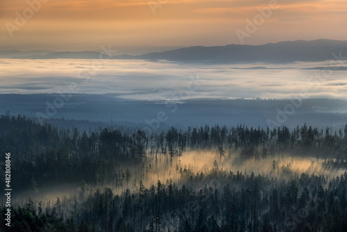 morning fog in the spruce forest at sunrise in the High Tatras near Bilikova chata