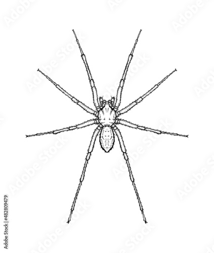 Spider. Vector illustration in cartoon style on a white background. photo