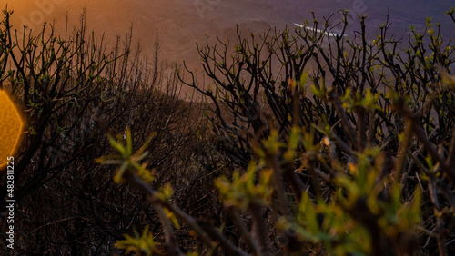 sunset from the canary islands in a protected natural area with native plants rain and a beautiful sunset of lights and shadows with beautiful colors